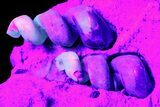 Fluorescent Fossil Gastropods in Limestone - Russia #174901-4